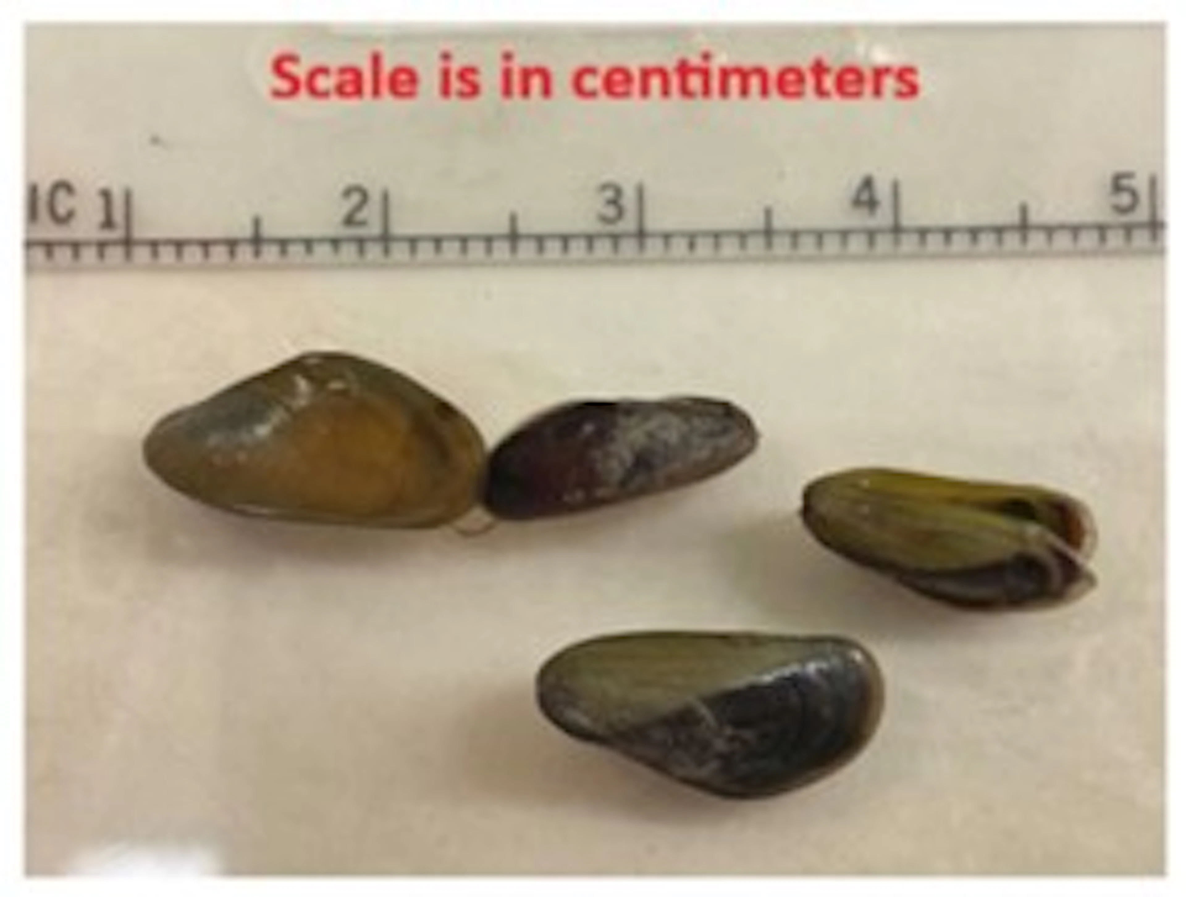 Golden Mussel