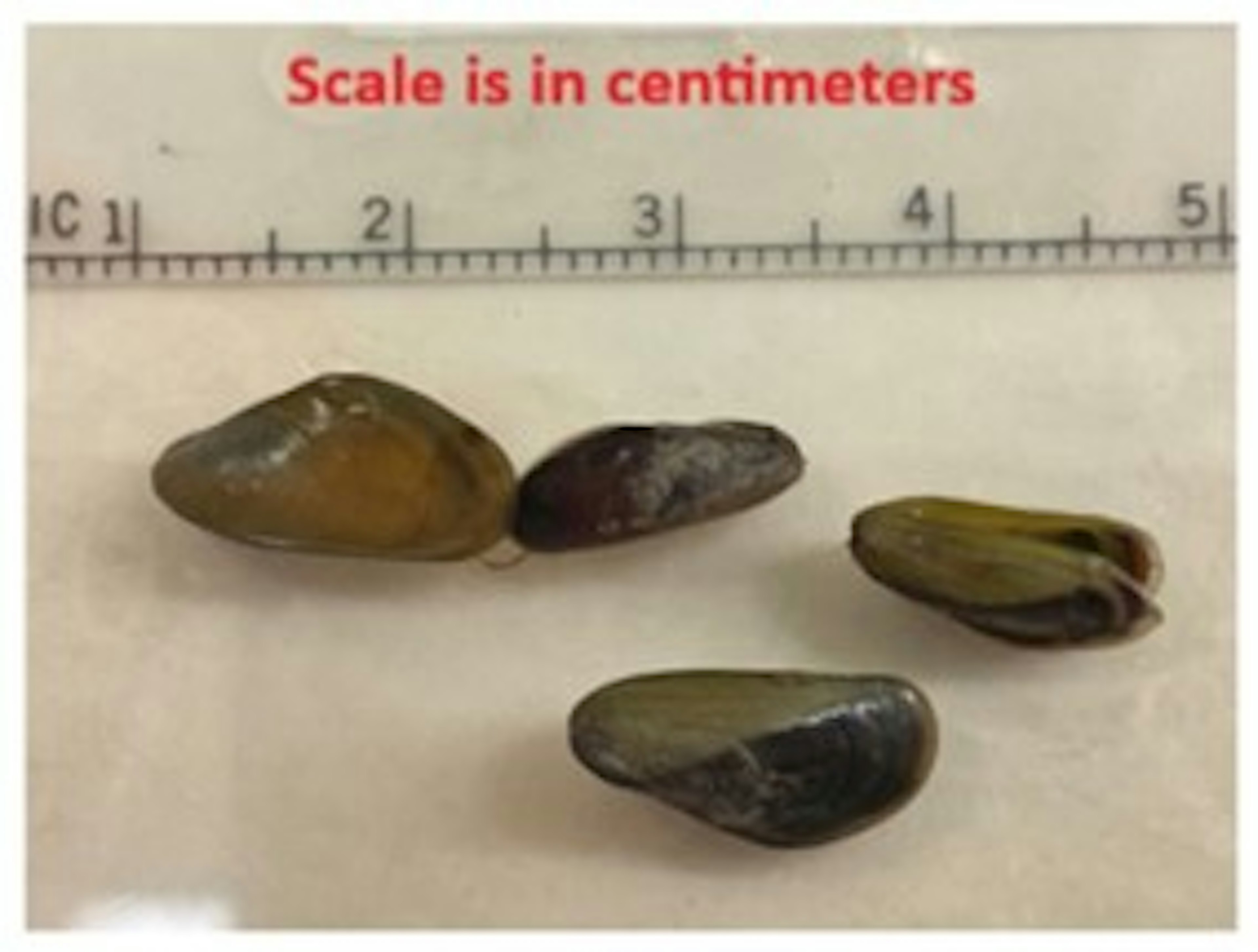 Golden Mussel