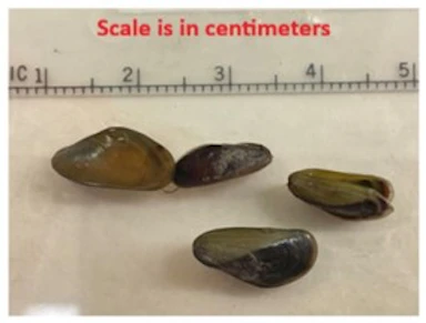 Quagga Mussel