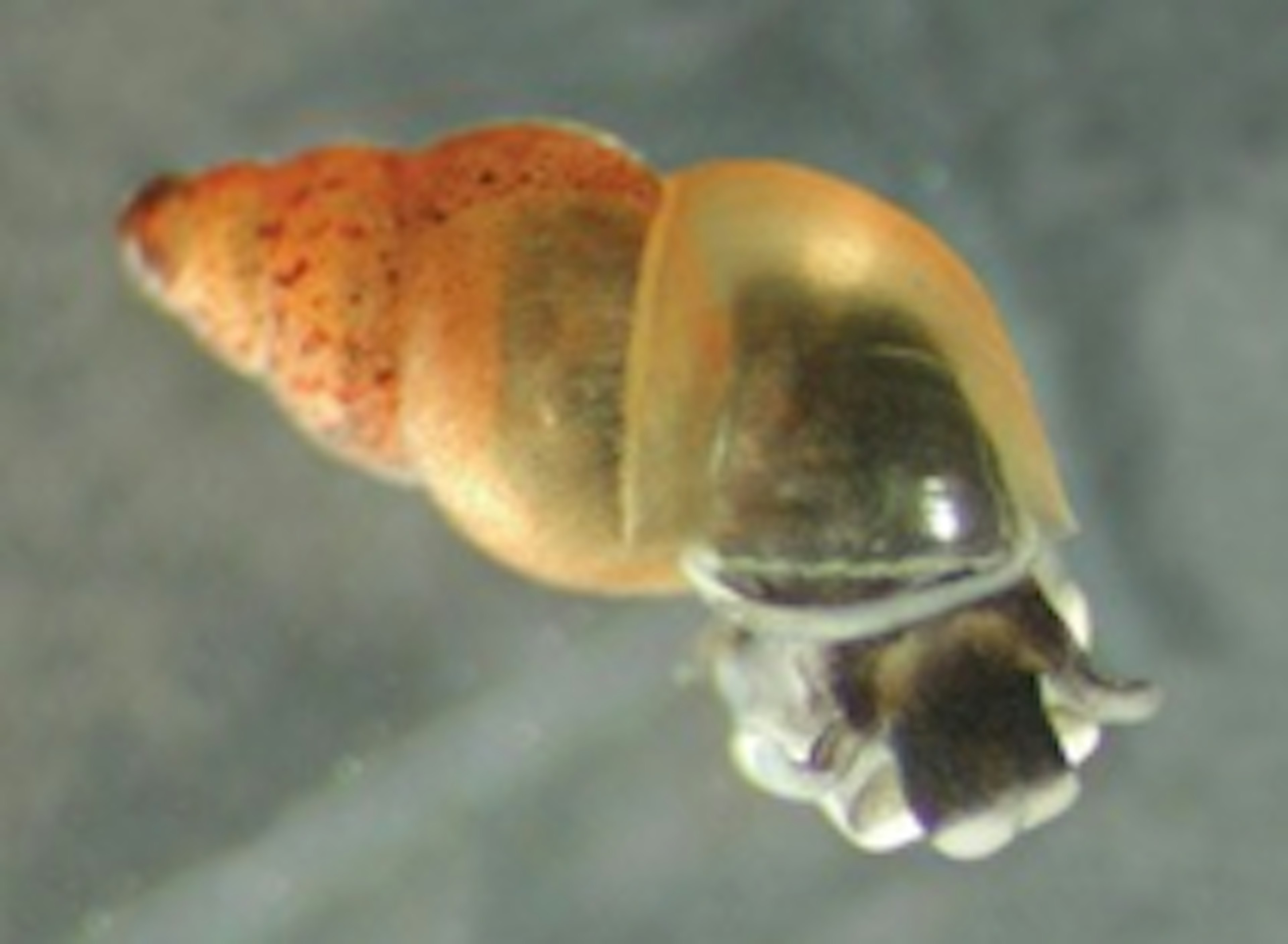 New Zealand mudsnail