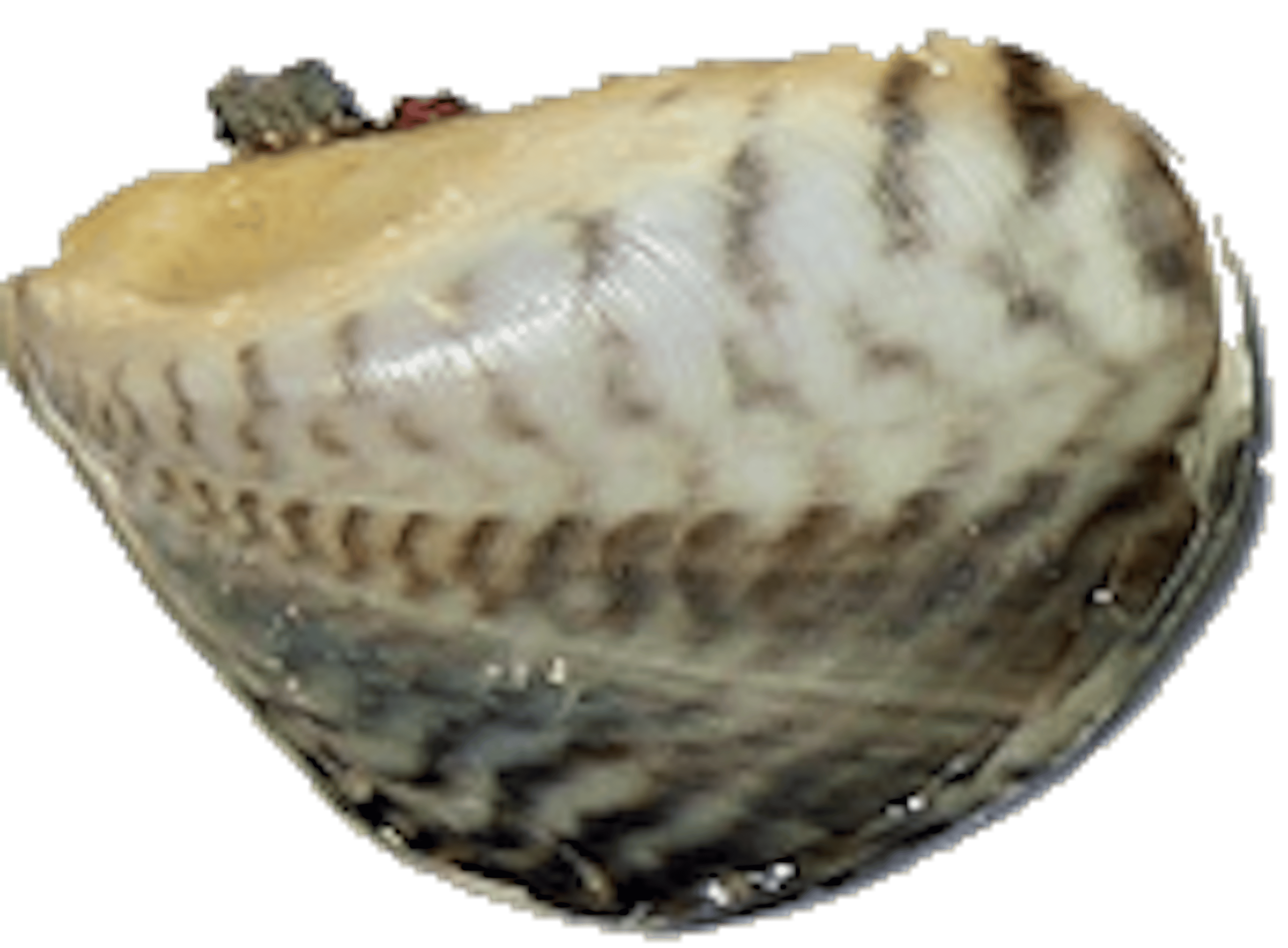 Quagga Mussel