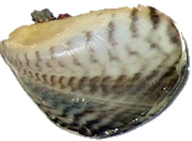 Quagga Mussel