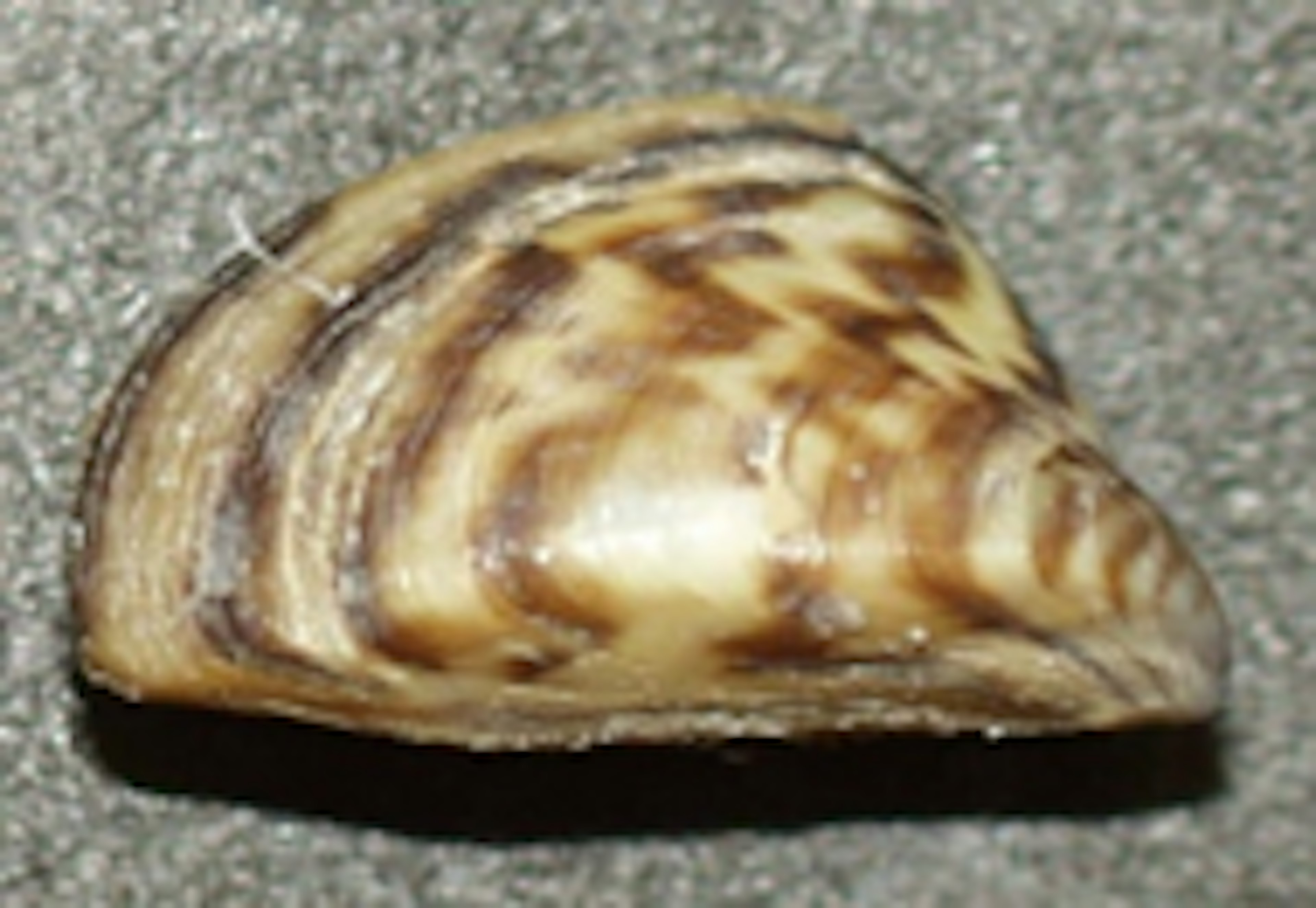 Zebra Mussel
