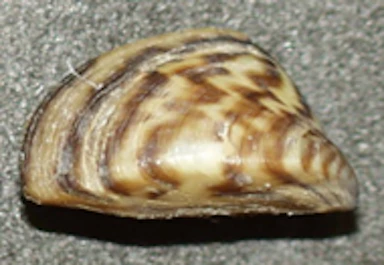 Zebra Mussel